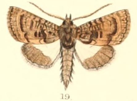 Catephia dentifera